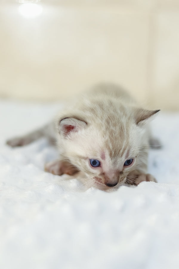 Yael | Bengal Kitten