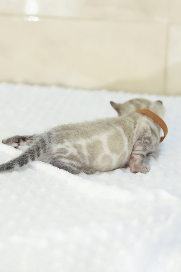 Yael | Bengal Kitten
