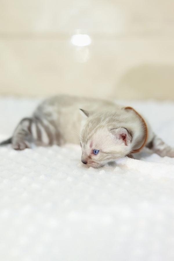 Yael | Bengal Kitten