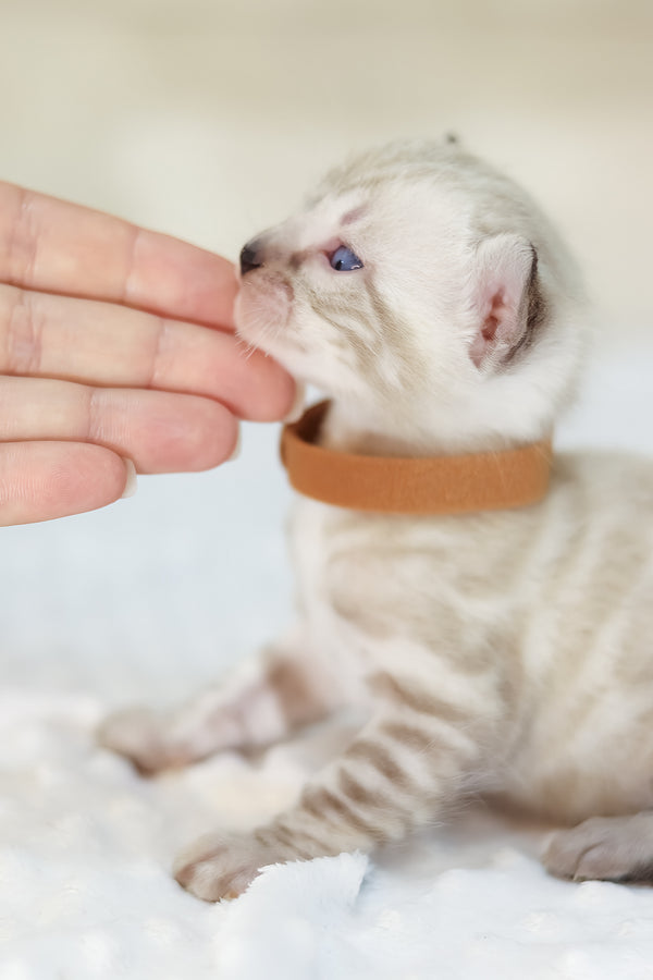 Yael | Bengal Kitten