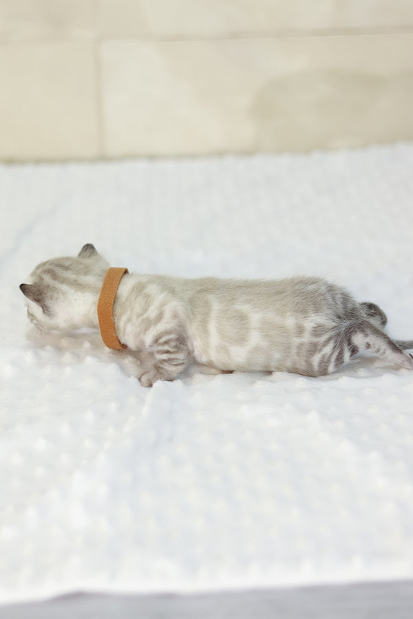 Yael | Bengal Kitten