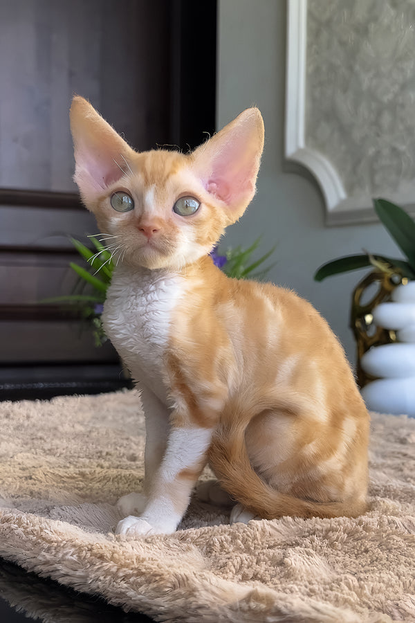 Jacob | Devon Rex Kitten