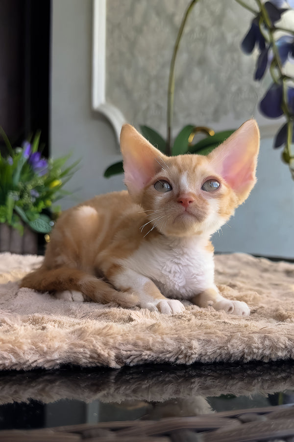 Jacob | Devon Rex Kitten