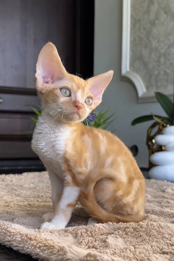 Jacob | Devon Rex Kitten