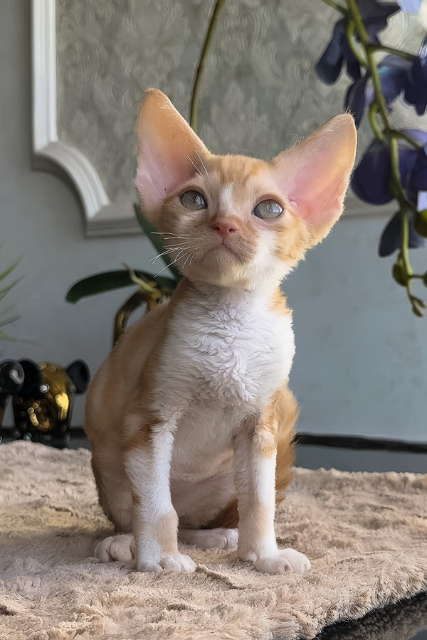 Jacob | Devon Rex Kitten