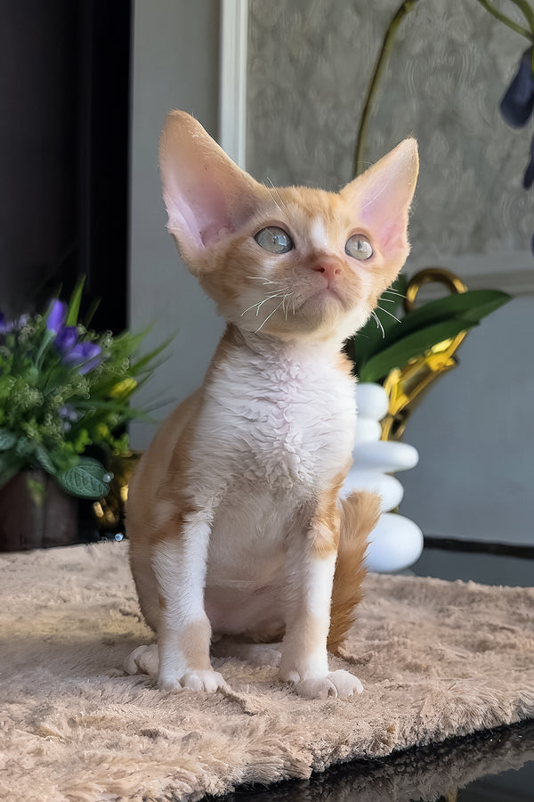 Jacob | Devon Rex Kitten