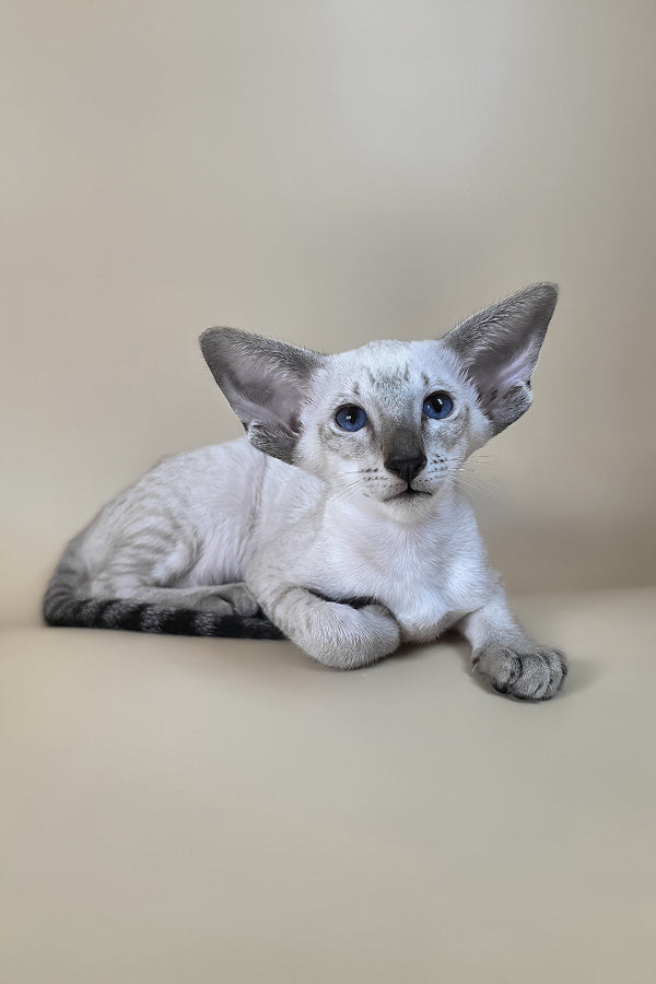 Yarina oriental shorthair kitten with sleek gray coat and striking blue eyes backed by a comprehensive health guarantee