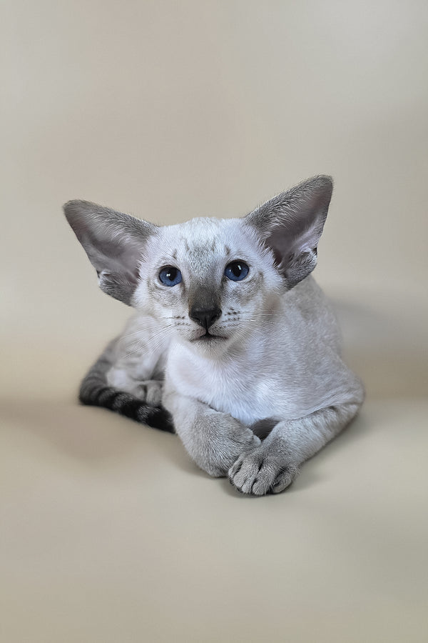 Yarina oriental shorthair kitten light gray with striking blue eyes resting on soft beige surface with health guarantee