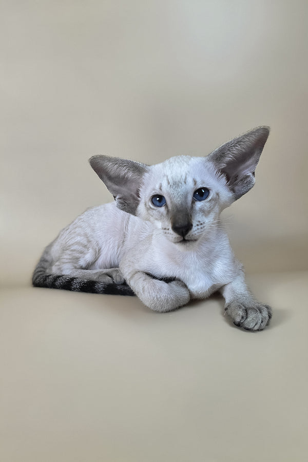A young yarina oriental shorthair kitten with striking blue eyes and a light coat with darker markings and health guarantee