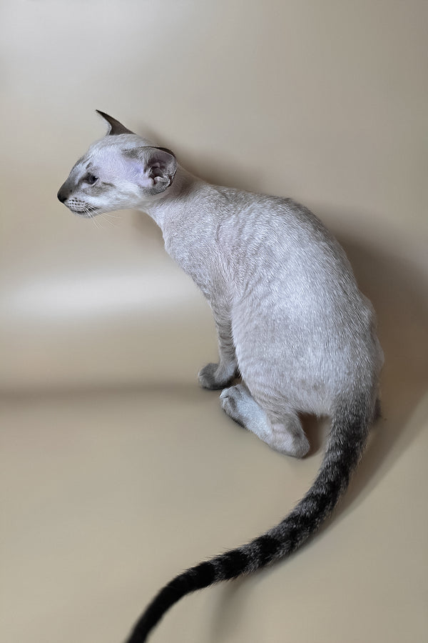A sleek silver oriental shorthair kitten with bright green eyes and a long striped tail covered by a health guarantee