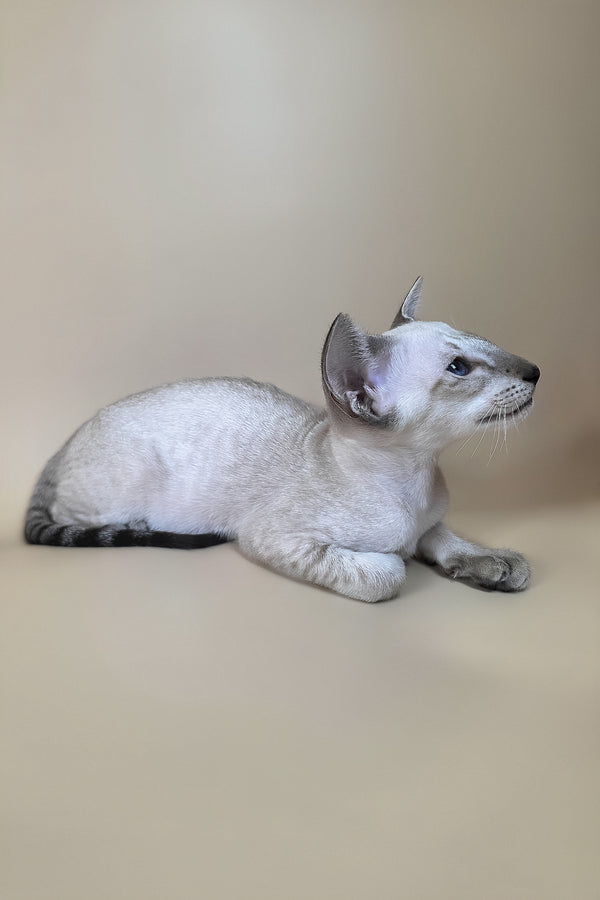 Yarina oriental shorthair kitten in light silver with striking blue eyes lying on a neutral surface with health guarantee