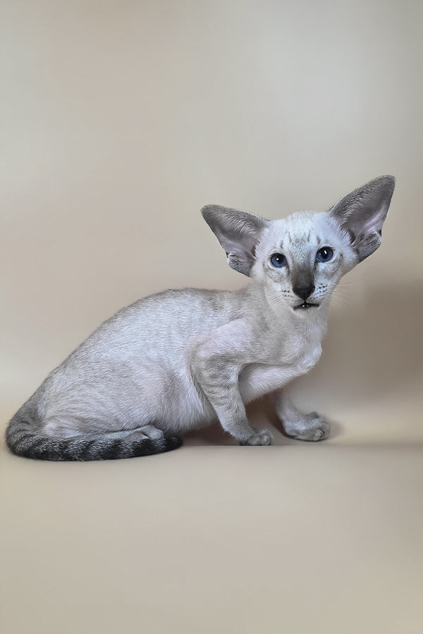 Yarina oriental shorthair kitten with striking blue eyes and soft light color backed by a comprehensive health guarantee