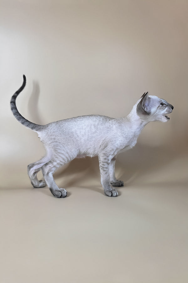 A sleek silver oriental shorthair kitten figurine with dark gray ears and tail featuring bright green eyes and health guarantee