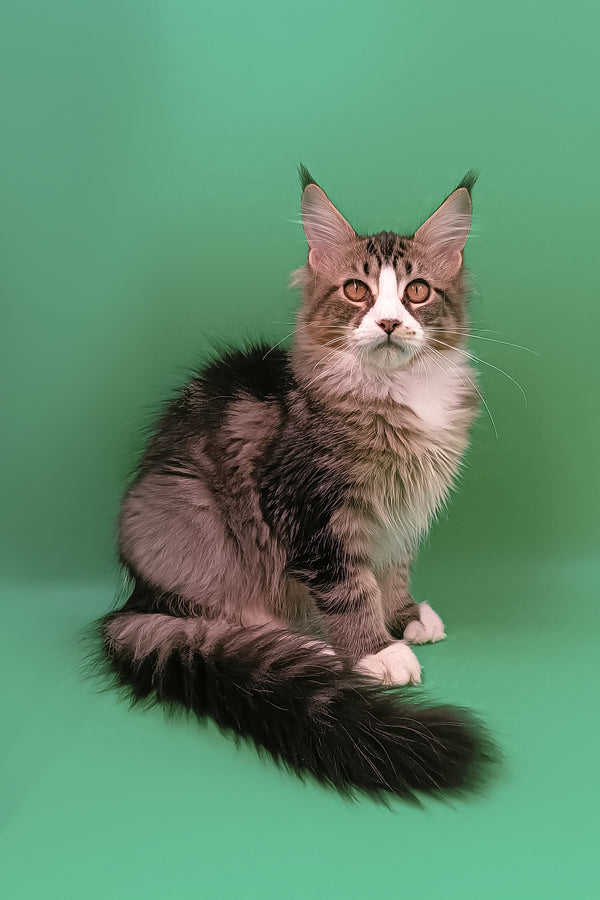 Yasin | Maine Coon Kitten