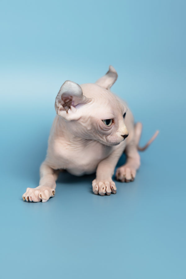 Milli | Elf Sphynx Kitten