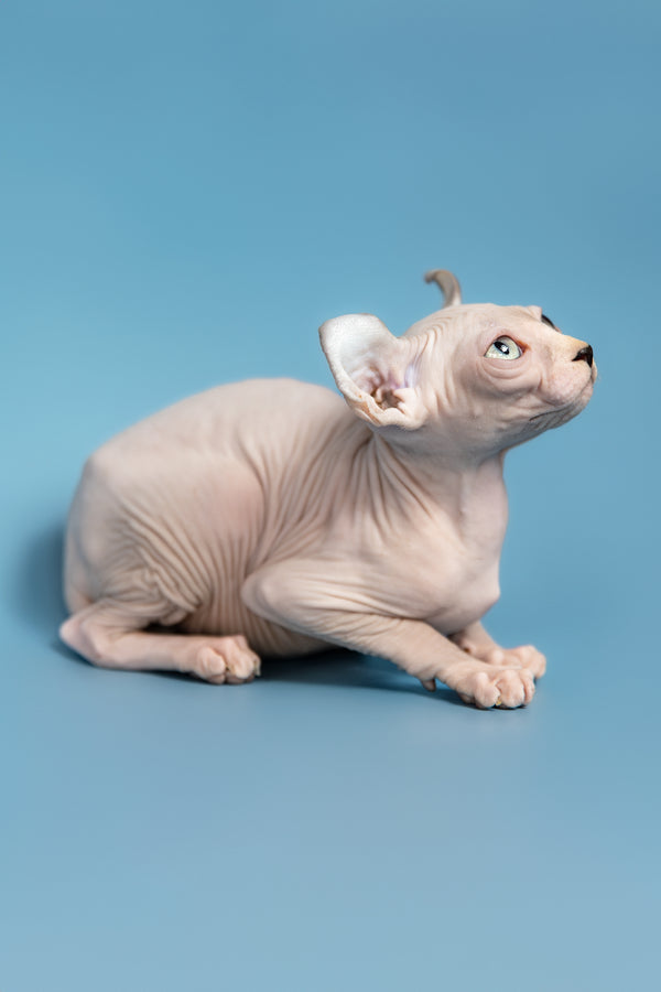 Milli | Elf Sphynx Kitten