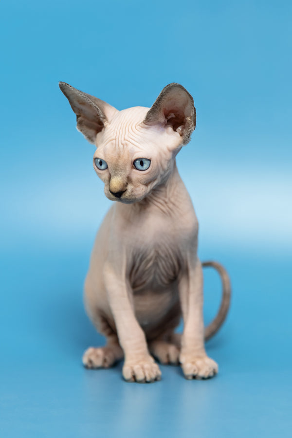 Ctiv | Canadian Sphynx Kitten