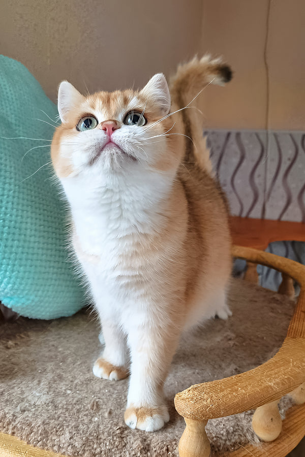 Pona | British Shorthair Kitten