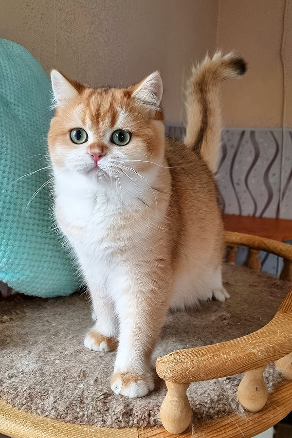 Pona | British Shorthair Kitten