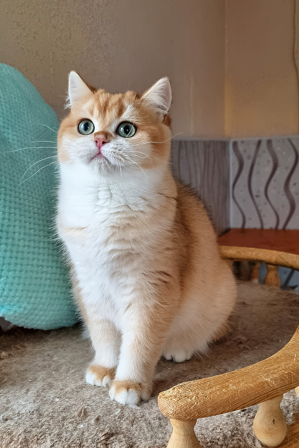 Pona | British Shorthair Kitten