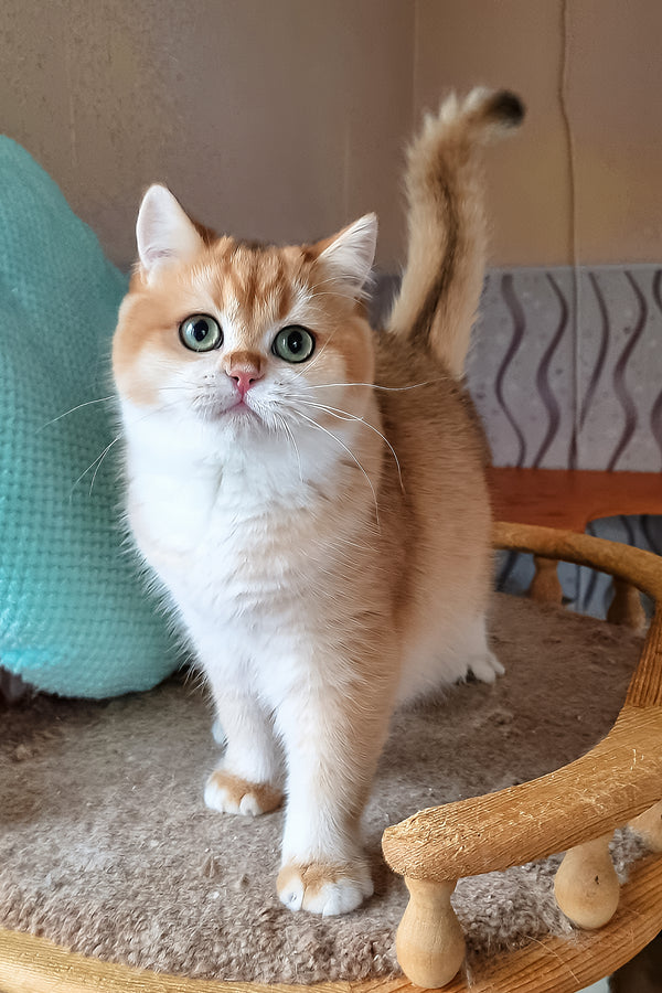 Pona | British Shorthair Kitten