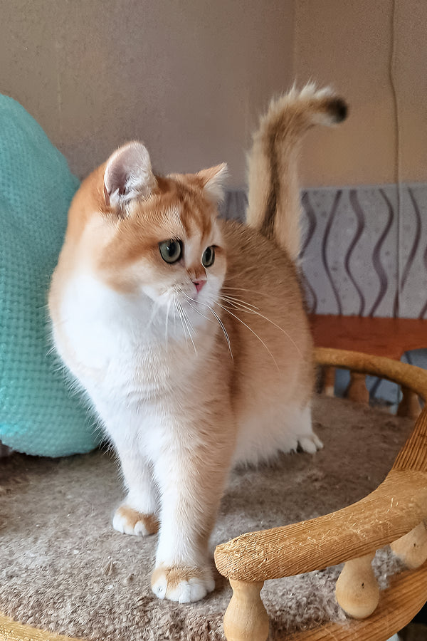 Pona | British Shorthair Kitten