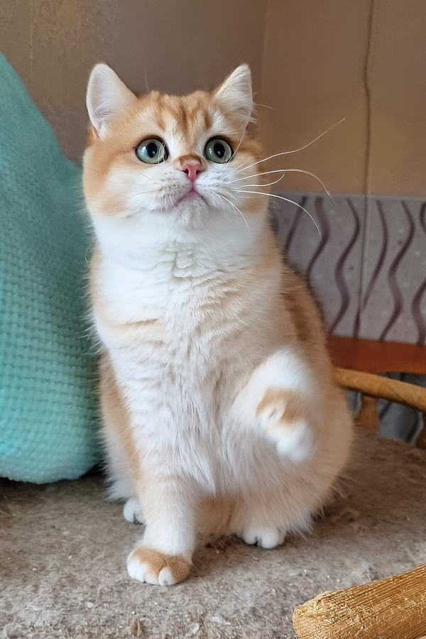 Pona | British Shorthair Kitten
