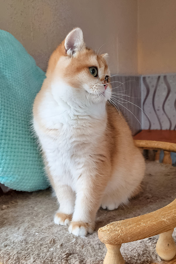 Pona | British Shorthair Kitten