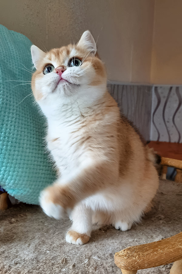 Pona | British Shorthair Kitten