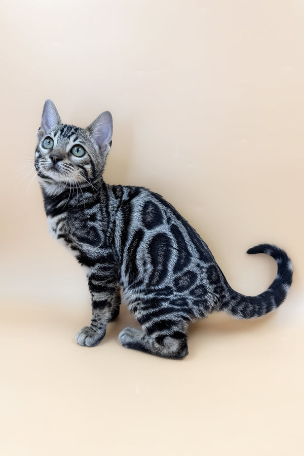 Alice | Bengal Kitten