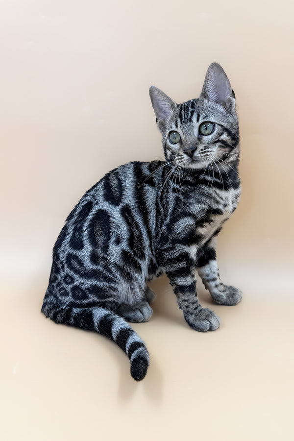 Alice | Bengal Kitten