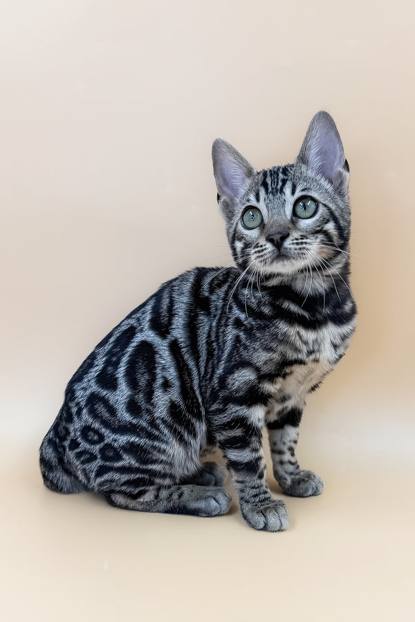 Alice | Bengal Kitten