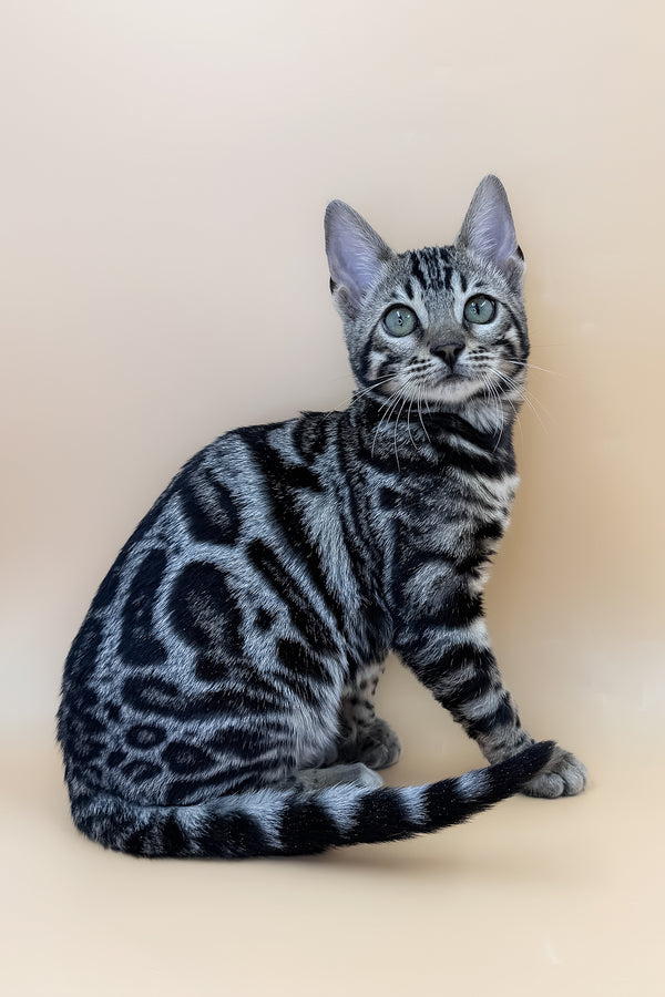Alice | Bengal Kitten