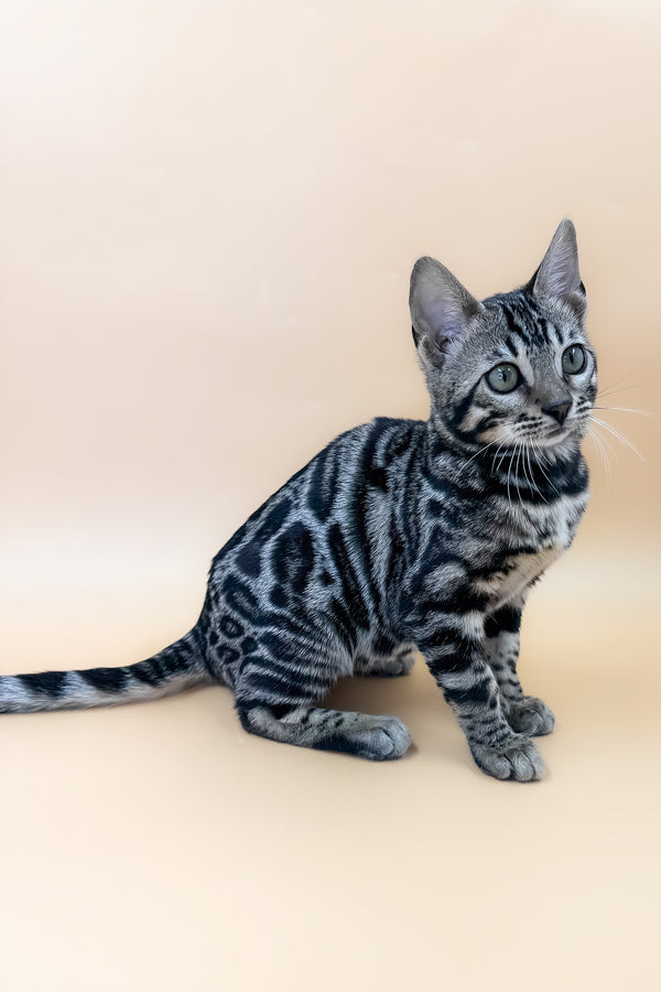 Alice | Bengal Kitten