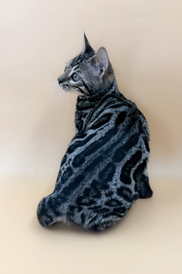 Alice | Bengal Kitten