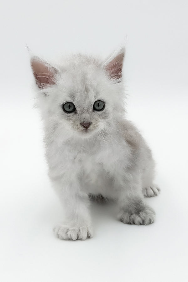 Amadey | Polydactyl Maine Coon Kitten