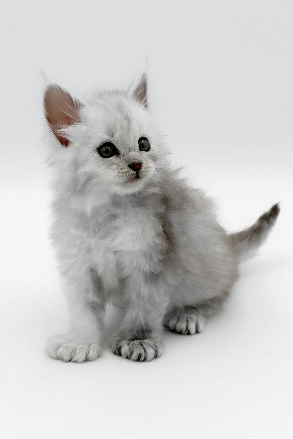 Amadey | Polydactyl Maine Coon Kitten