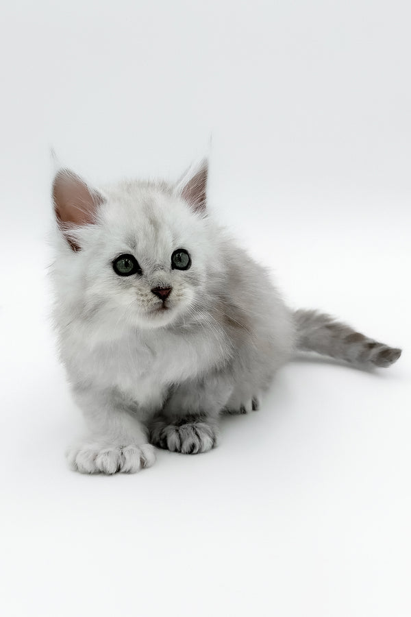 Amadey | Polydactyl Maine Coon Kitten