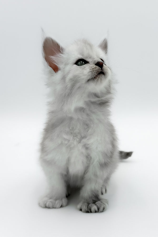 Amadey | Polydactyl Maine Coon Kitten
