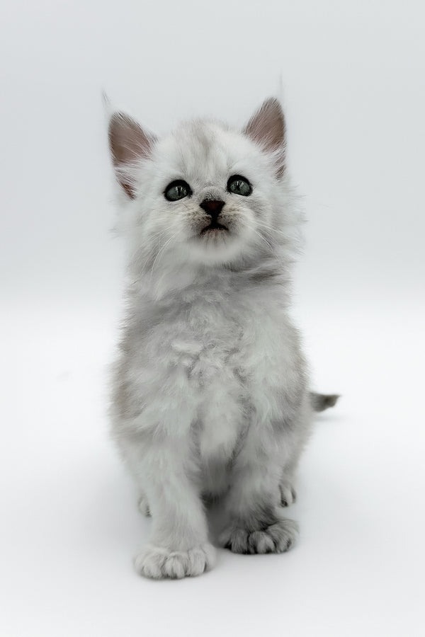 Amadey | Polydactyl Maine Coon Kitten