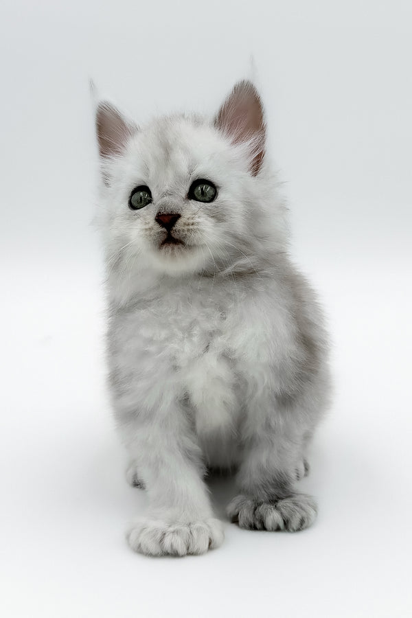 Amadey | Polydactyl Maine Coon Kitten