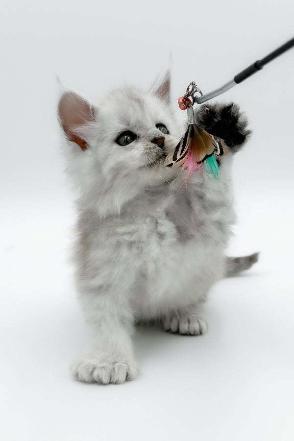 Amadey | Polydactyl Maine Coon Kitten