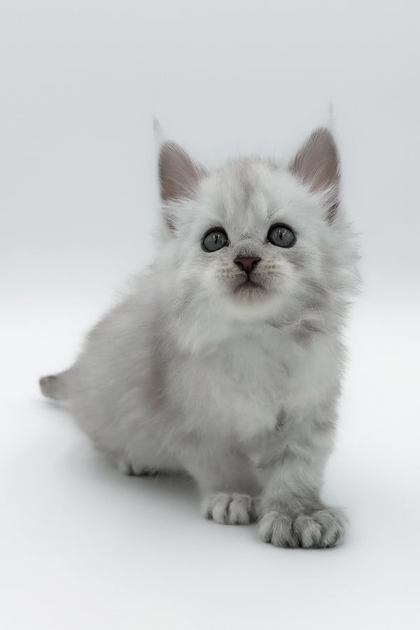 Amadey | Polydactyl Maine Coon Kitten