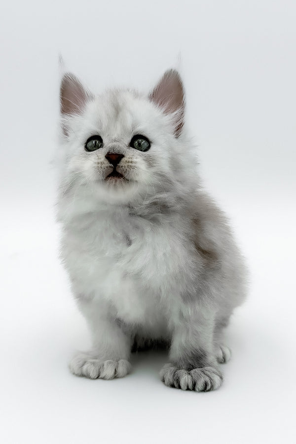 Amadey | Polydactyl Maine Coon Kitten