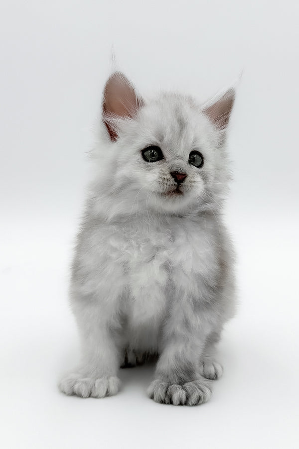 Amadey | Polydactyl Maine Coon Kitten