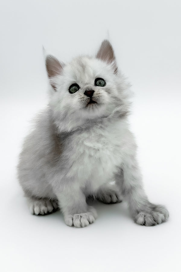 Amadey | Polydactyl Maine Coon Kitten