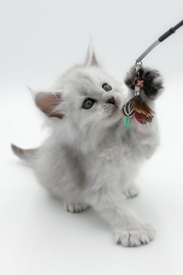 Amadey | Polydactyl Maine Coon Kitten