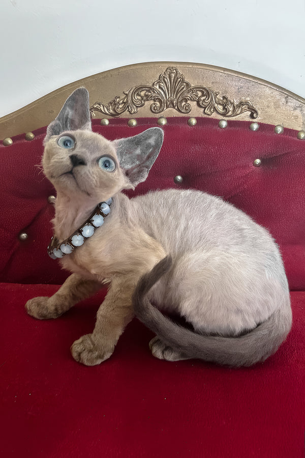 Aquaman | Devon Rex Kitten