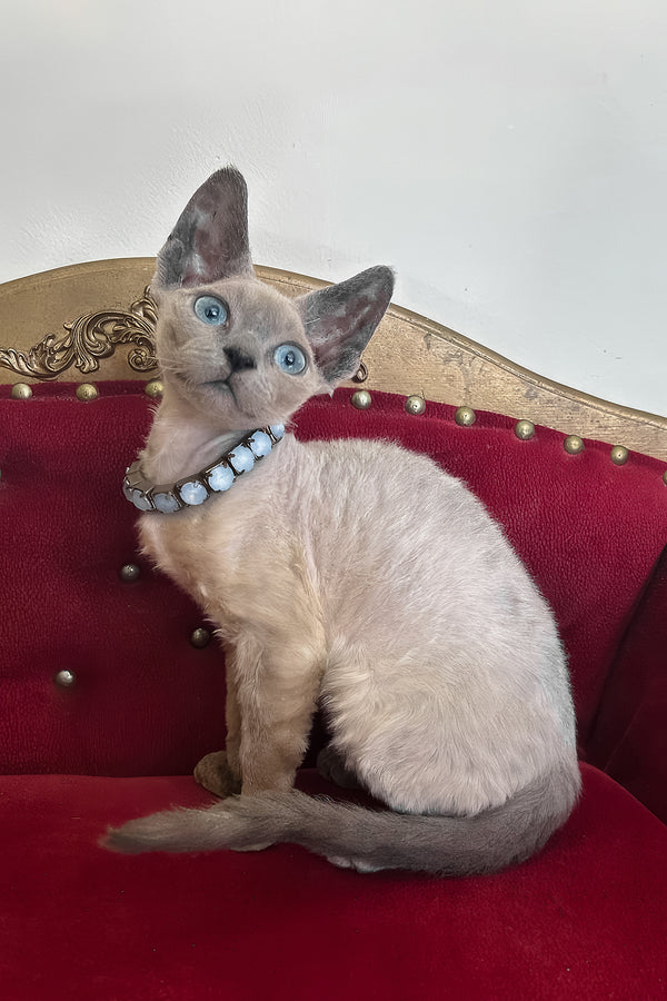 Aquaman | Devon Rex Kitten