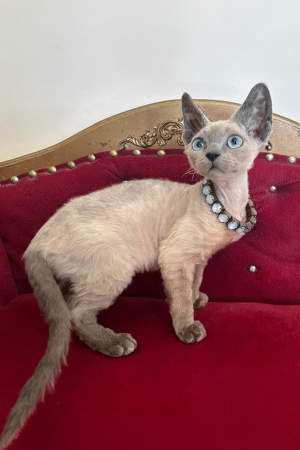 Aquaman | Devon Rex Kitten